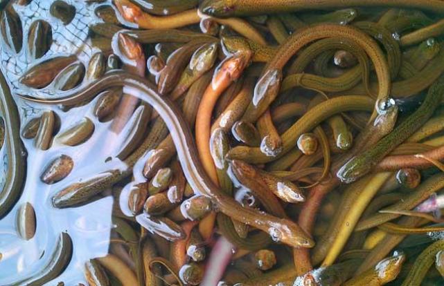 如何区别野生黄鳝与家养黄鳝,野生黄鳝与家养黄鳝怎么区别