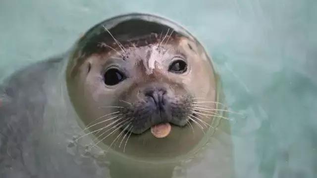 卖萌简直不能忍，它才是网红界NO.1