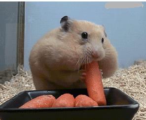 这样拍照真够拼的