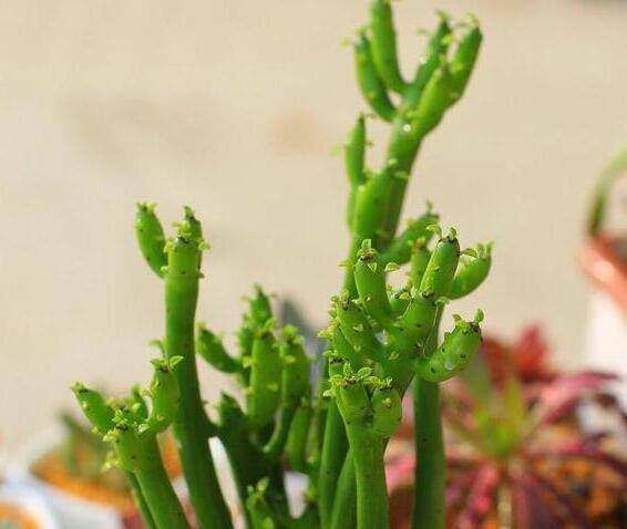 这五种家居植物千万别放在家里,小心皮肤过敏,双眼失明!