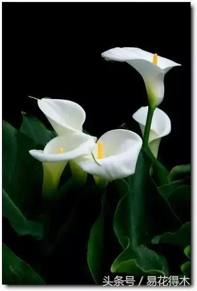 马蹄莲花怎么养护和浇水,如何让马蹄莲一年四季都活着