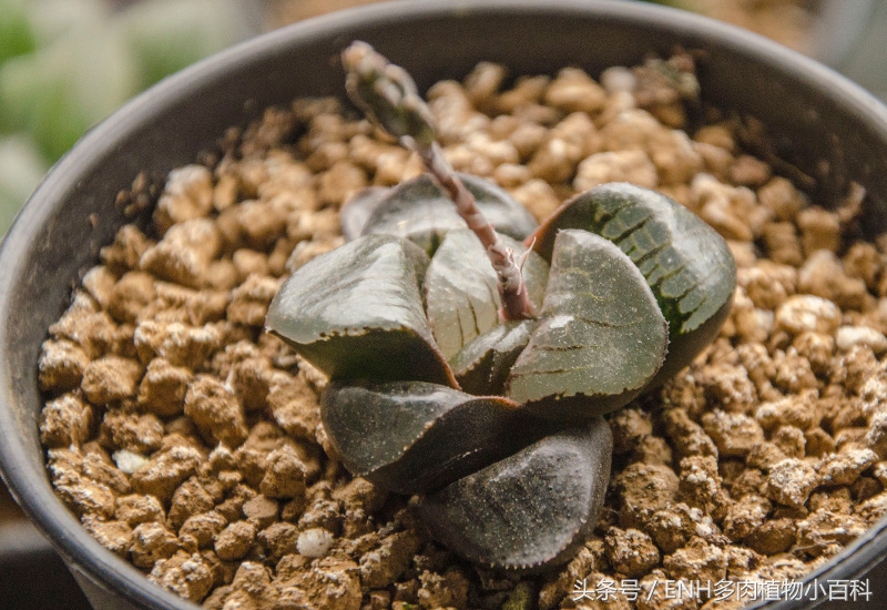 养十二卷需要什么,十二卷多肉夏天的养护方法