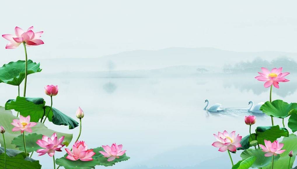 别样红微山湖荷花,微山湖荷花飘香