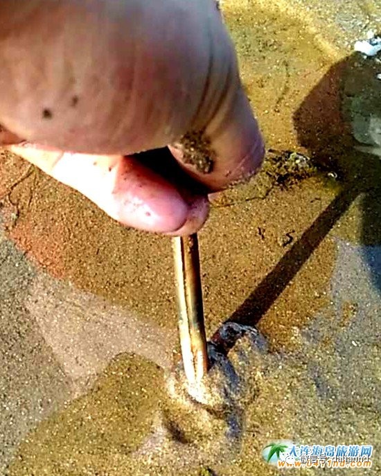 大连海岛趣事：这种海鲜，玩起来比吃都过瘾