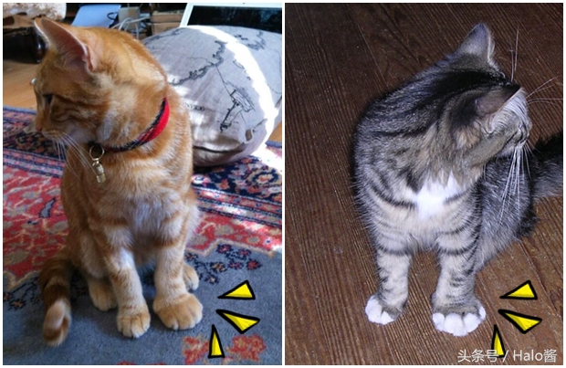 哭笑不得！猫狗大战蜜蜂后……主人该如何及时护理？