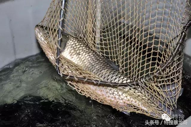 中山南头烧鹅网红美食排行榜,中山南头最好吃的烧鹅