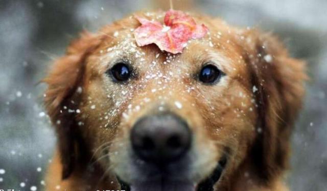 狗鼻子变红结痂怎么回事,狗鼻子变红了还会变黑吗