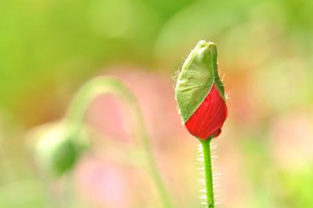 农家小院田园风光的优美诗句,山水田园诗八首