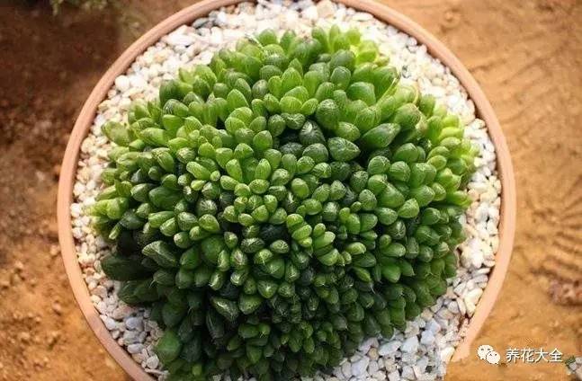 多肉有毒到底有多可怕 (各种多肉有毒吗)