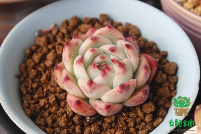 吉娃娃正版颜色,正版吉娃娃