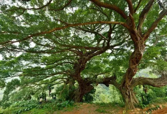 庭院种什么植物风水好,庭院植物风水大全