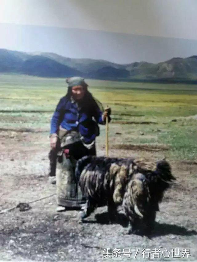 请尊重宠物,不纯的藏獒