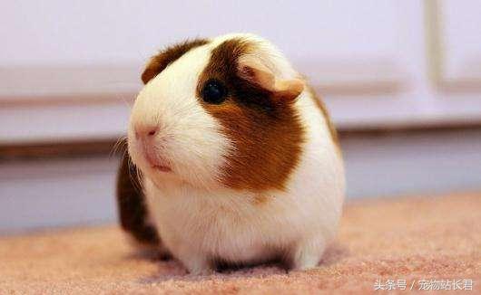 便宜好养的宠物荷兰猪,怎么给荷兰猪挑选笼子