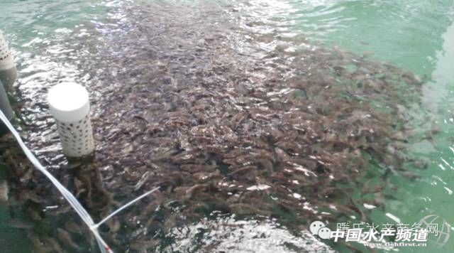 成鱼和鱼苗价位,成鱼价格走势