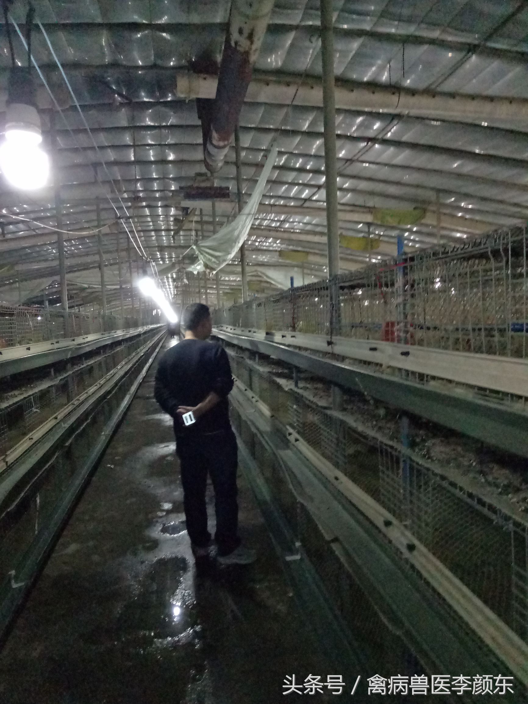 笼养肉鸡如何使用风机正确通风,冬季笼养肉鸡如何防止鸡舍漏风