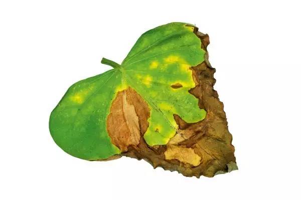 室内绿植长黑斑掉叶子挽救方法,盆栽叶子发黄有斑点怎么解决