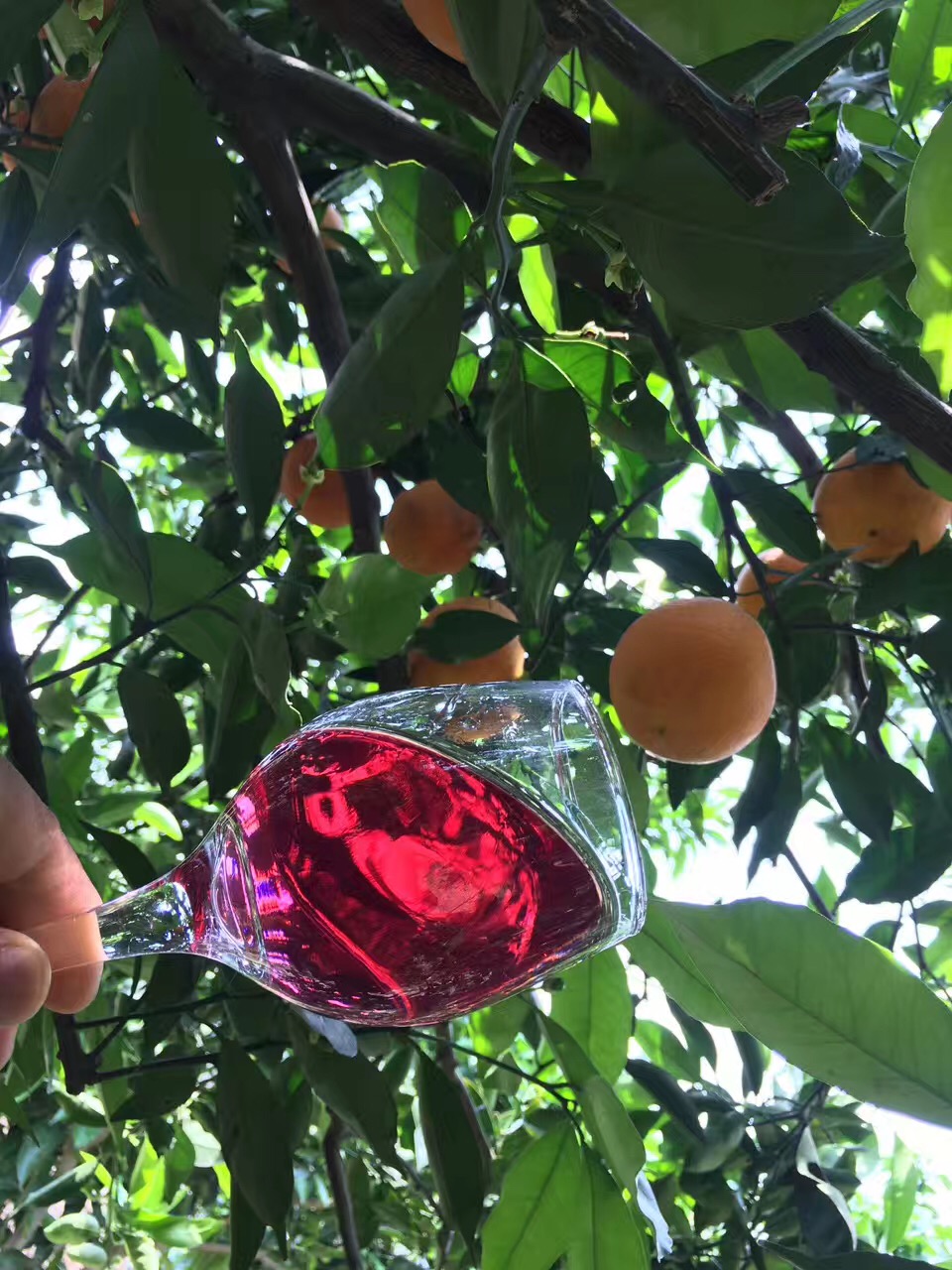 野生拐枣泡酒功效与作用 (这种野果子用来泡酒喝了对身体好)