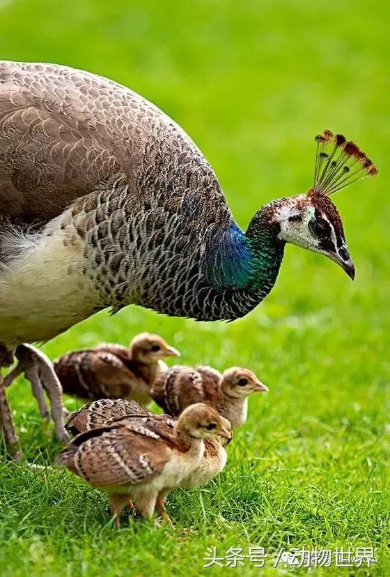 动物主题的儿童摄影,儿童拍摄动物世界图