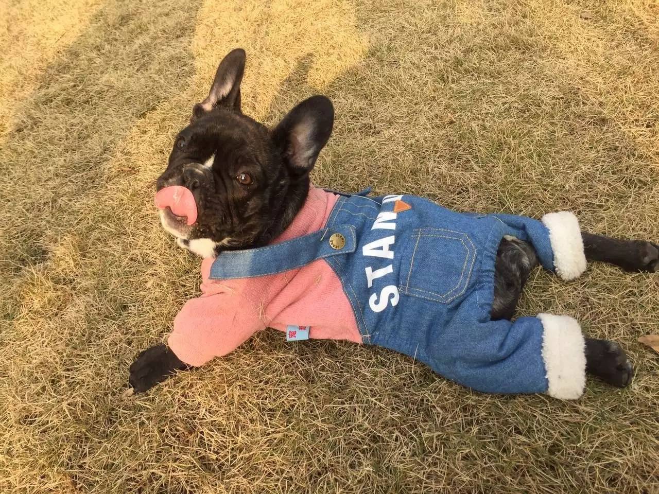 狗狗不懂离别这种复杂的情感,狗狗怎么理解死亡