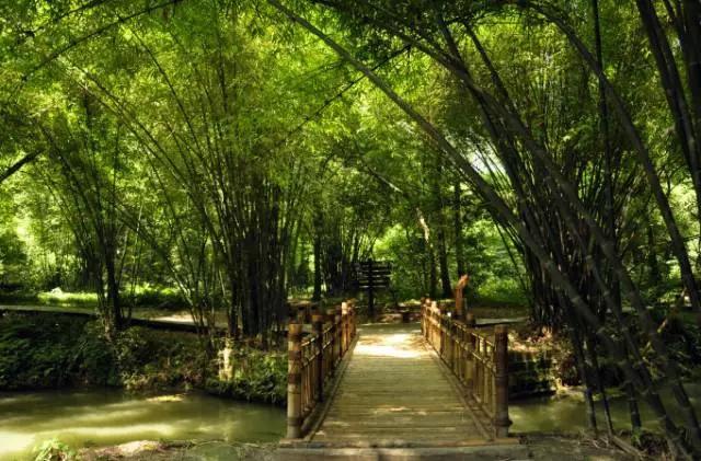 成都周边免费森林自然景点,成都森林避暑好去处