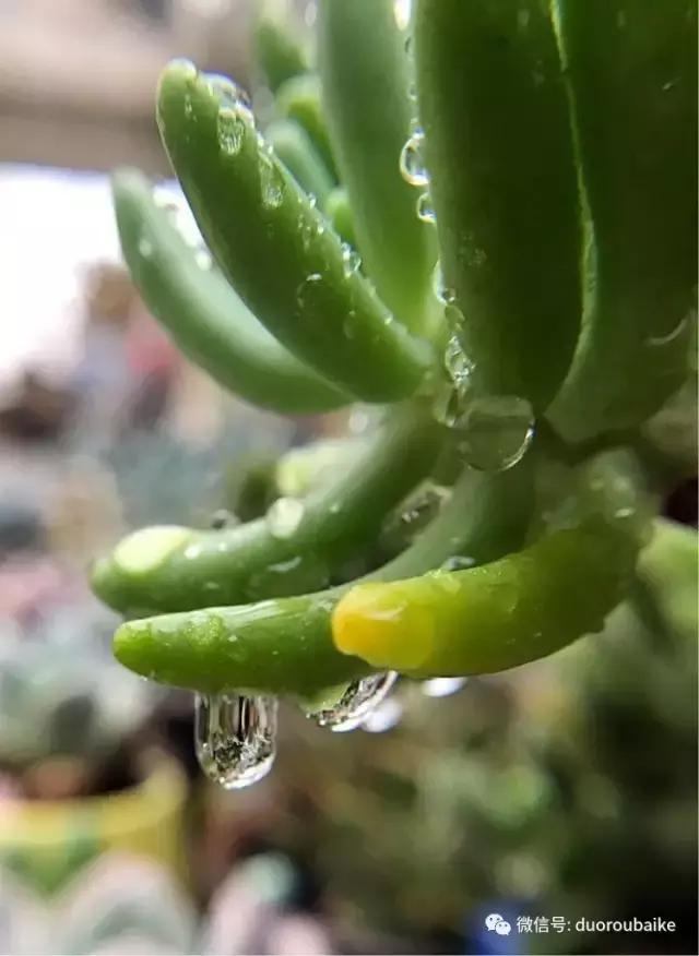 沉浸在花花草草的世界里,沉浸在动物和花海世界中