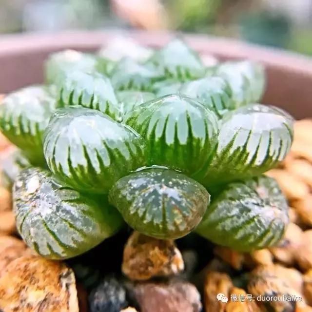 沉浸在花花草草的世界里,沉浸在动物和花海世界中