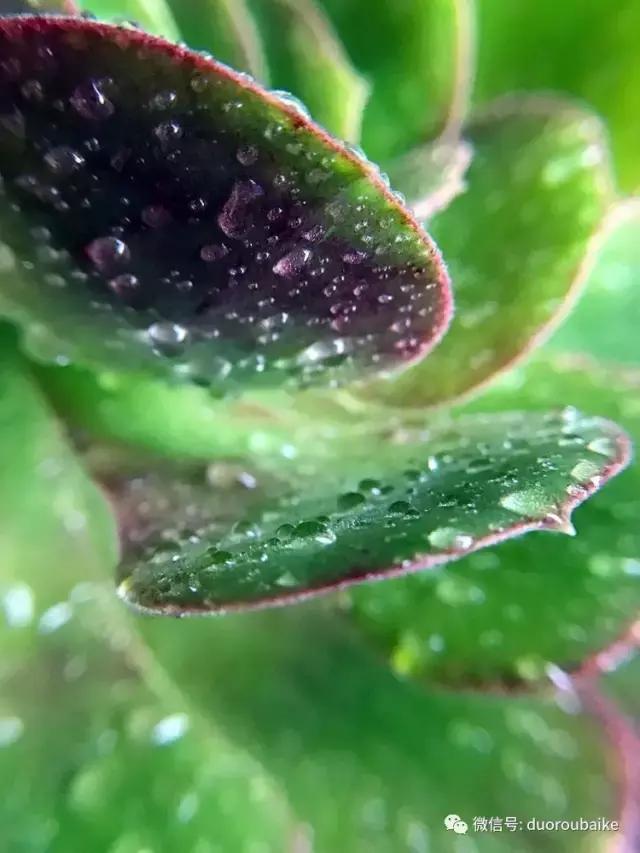 沉浸在花花草草的世界里,沉浸在动物和花海世界中