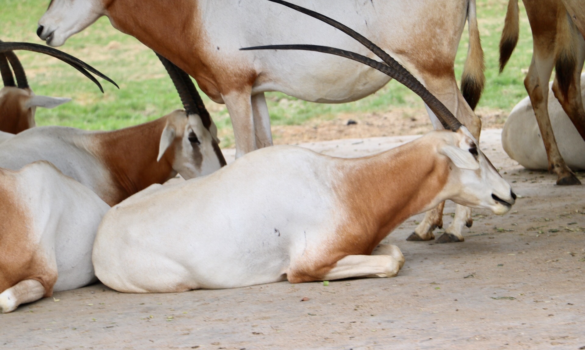 一月广州长隆野生动物园游玩攻略,长隆海洋王国不可错过
