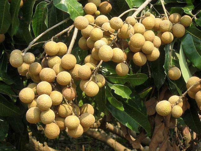 这个季节到茂名，我可能撑死在高州