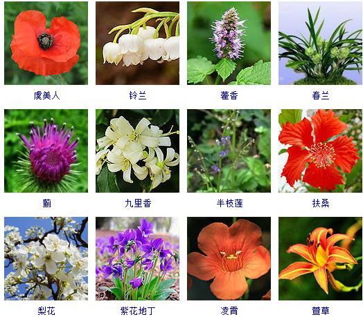 精心整理了150种花卉,还告诉你怎么养!必须收藏