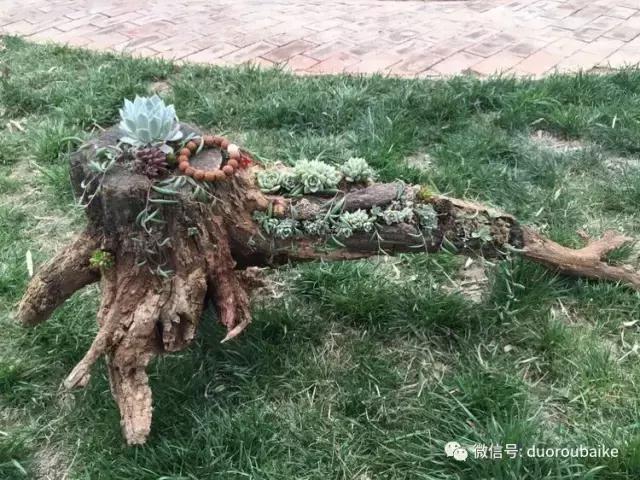 养了一年多的多肉没啥变化说说,养了几年的多肉快要全军覆没了