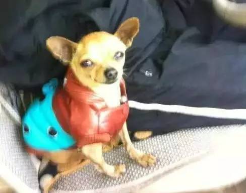 狗狗不懂离别这种复杂的情感,狗狗怎么理解死亡