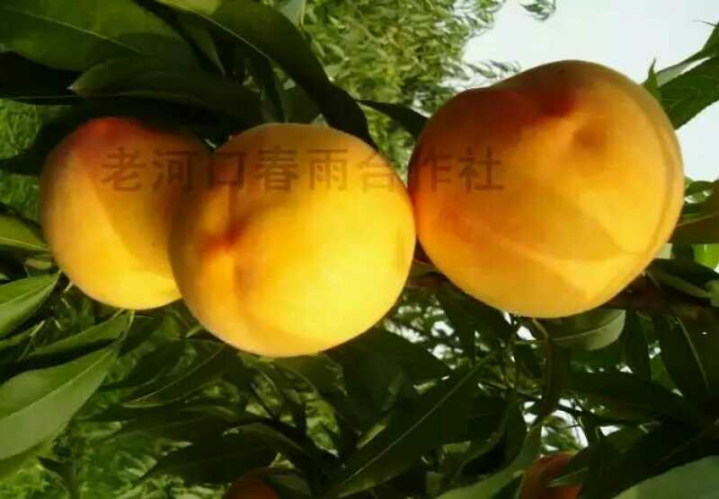 有蕡其实：爱上诗老河口黄桃杯诗歌全国征文大赛获奖作品展播