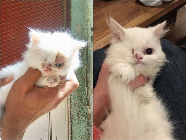 小猫少颗眼又长满癣，他“用爱灌溉”7天就变超美公主