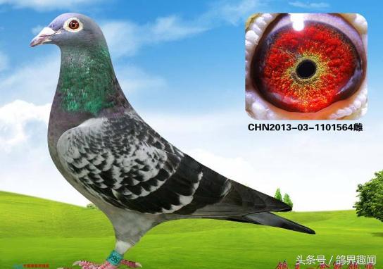 养鸽子高手经典语录,养鸽经典集锦