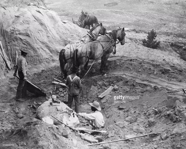 霸王龙体型,霸王龙真的长一身羽毛和厚嘴唇吗