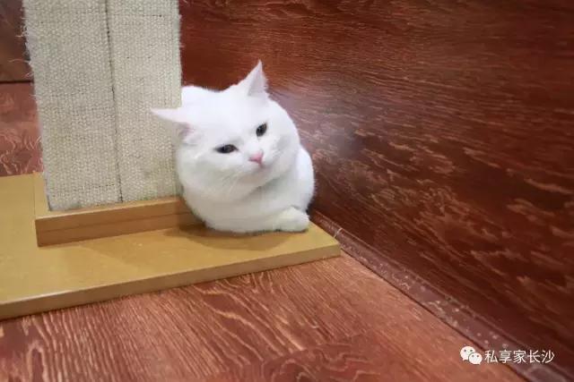 论“在餐厅一边看mao片，一边撸”，是一种什么样的体验？