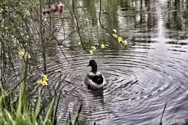 瘦西湖优惠门票多少钱,瘦西湖门票优惠政策最新