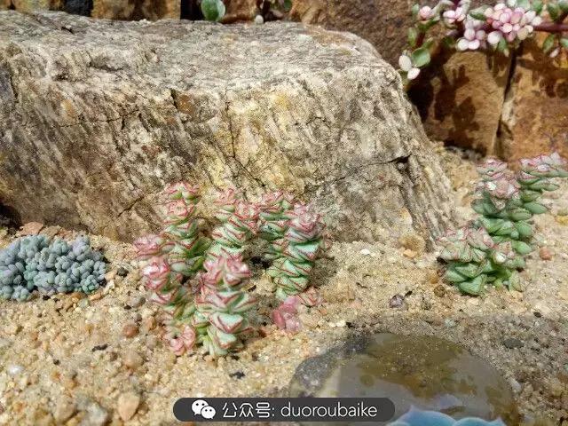 用多肉做花的方法,多肉植物自制方法