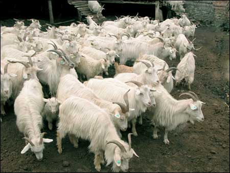 羊病怎么检查最准确,羊病的快速诊断能力有什么意义