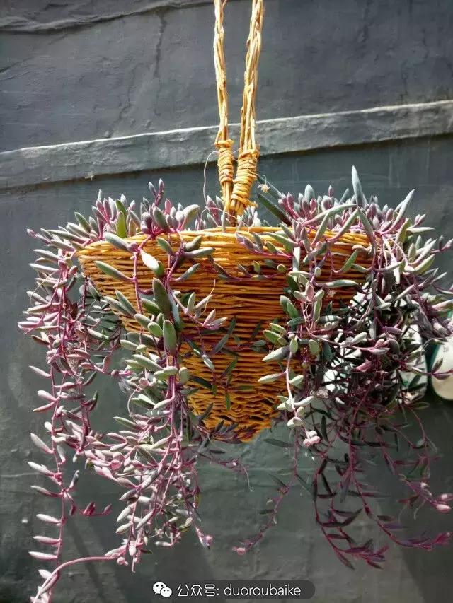 用多肉做花的方法,多肉植物自制方法