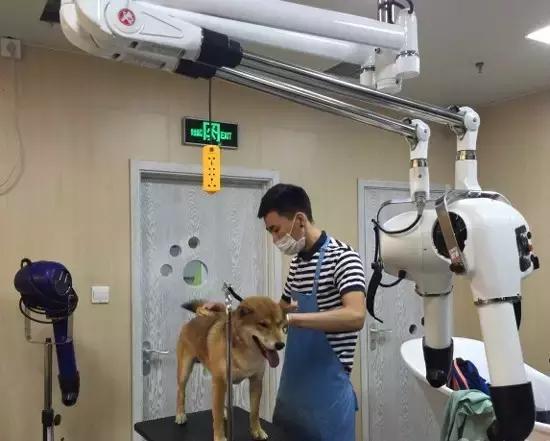 活得不如狗系列之，宠物酒店！