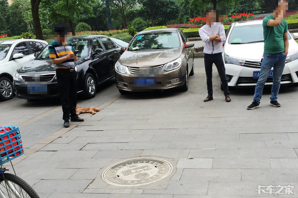 开车撞了条狗算不算交通事故,狗在马路上被车撞了怎么划分责任