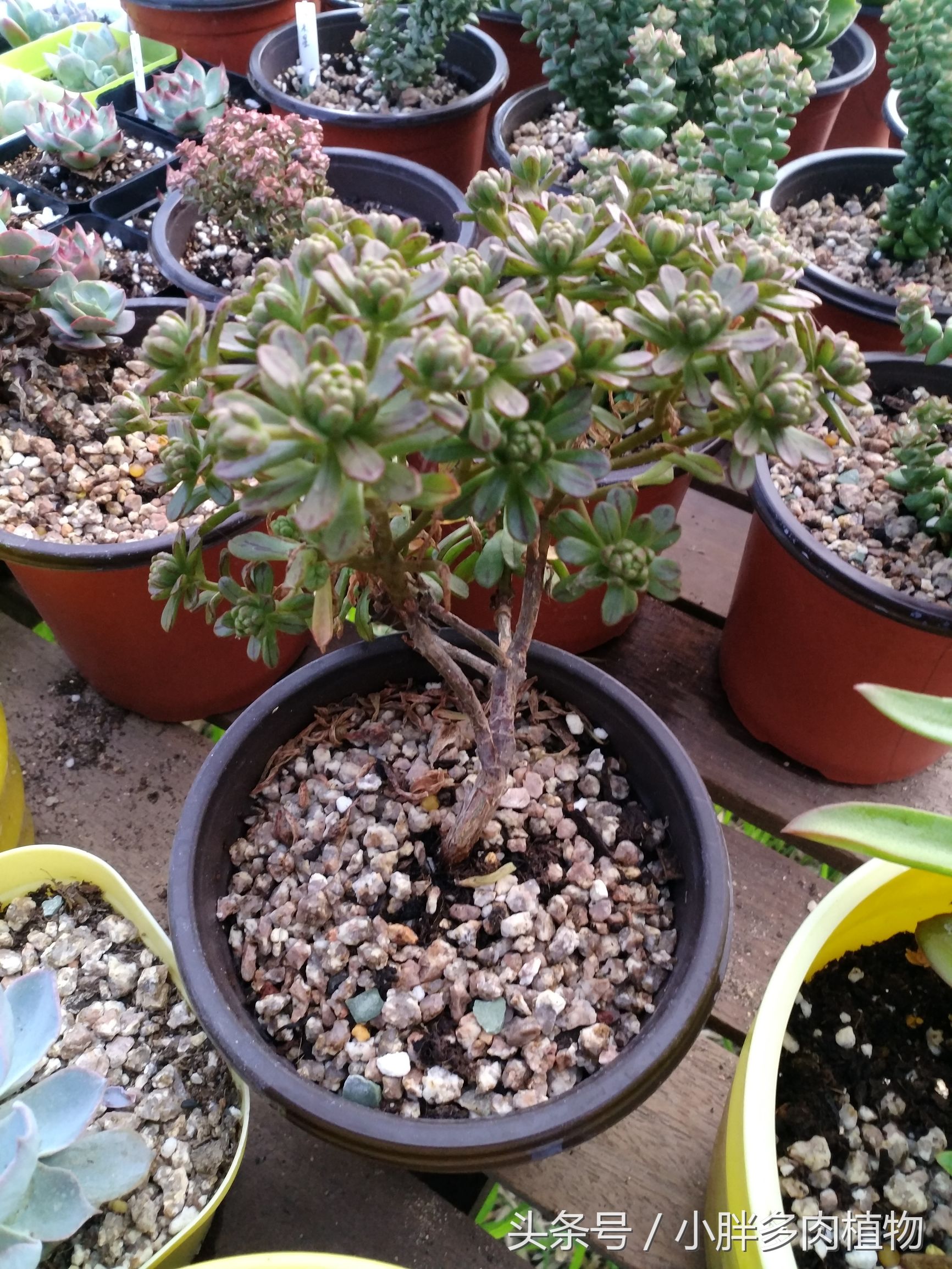 多肉植物小人祭品种大全,多肉植物小人祭可以叶插吗