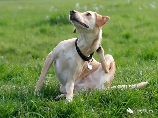 狗皮肤红肿痒小水泡,狗皮肤发红结痂痒是什么病