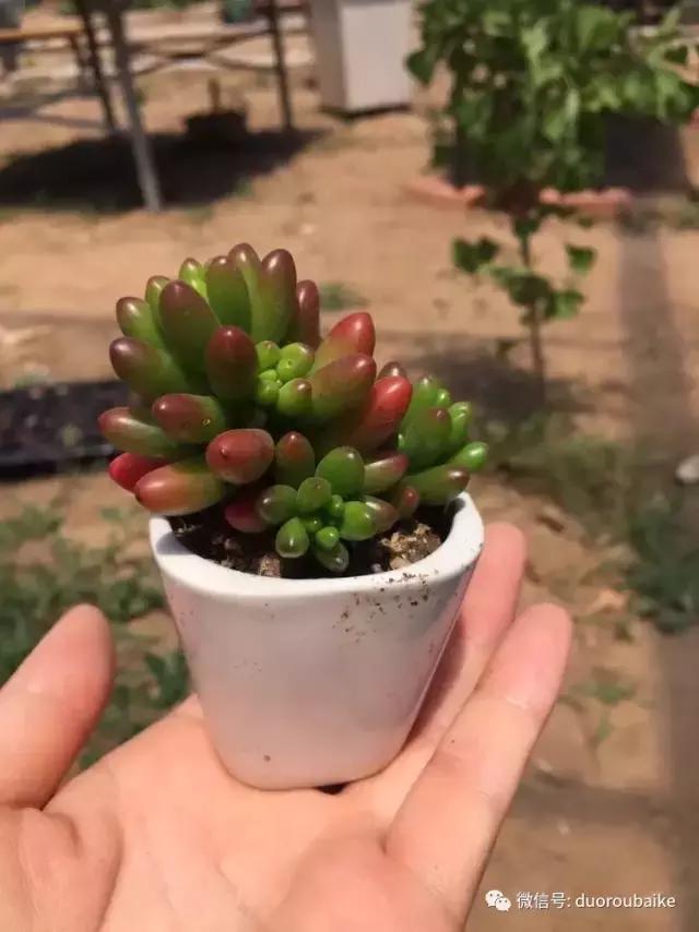 养了一年多的多肉没啥变化说说,养了几年的多肉快要全军覆没了