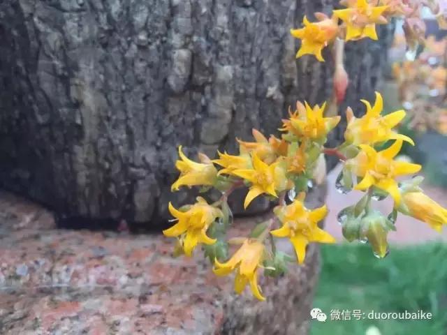 养了一年多的多肉没啥变化说说,养了几年的多肉快要全军覆没了