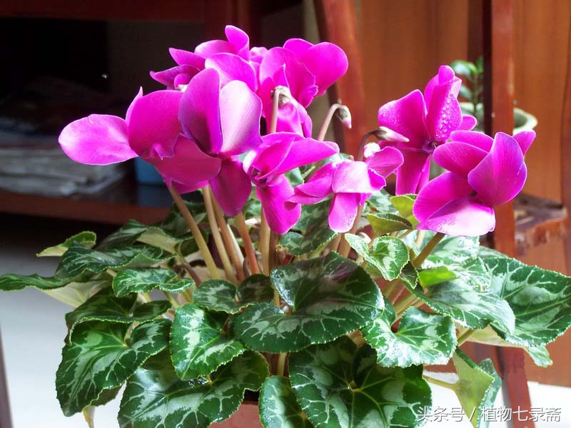 盆栽花卉千手观音怎么样才能养好,居家如何养好花卉植物盆栽