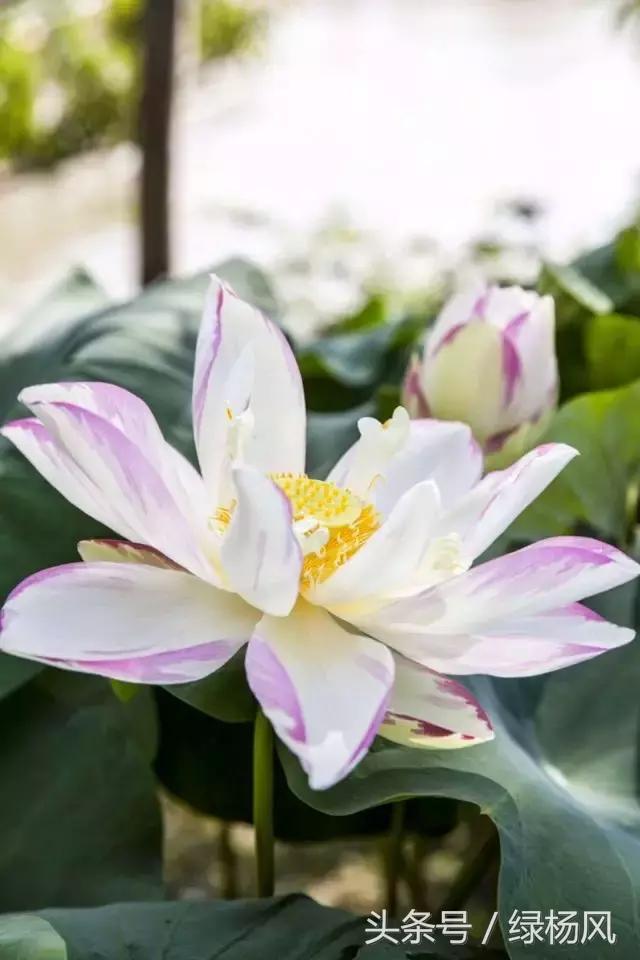 瘦西湖优惠门票多少钱,瘦西湖门票优惠政策最新