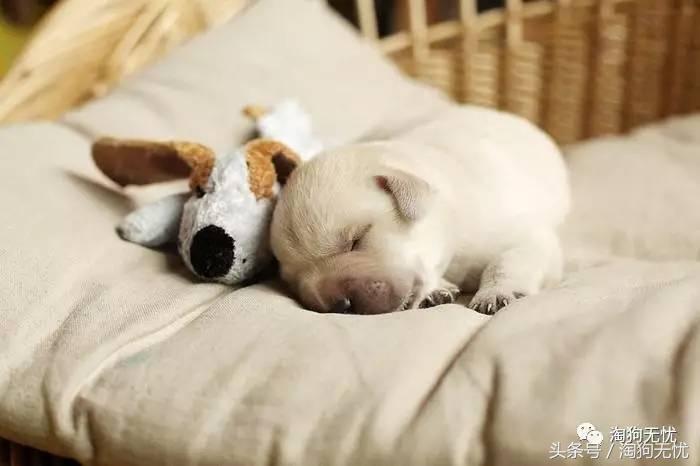 养狗前要学会的八件事,新手养狗怎么给狗狗养成习惯